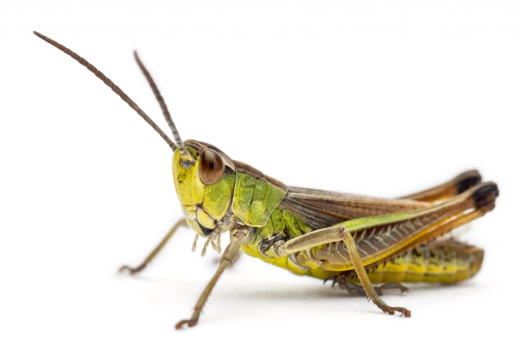 Grasshopper in front of white background