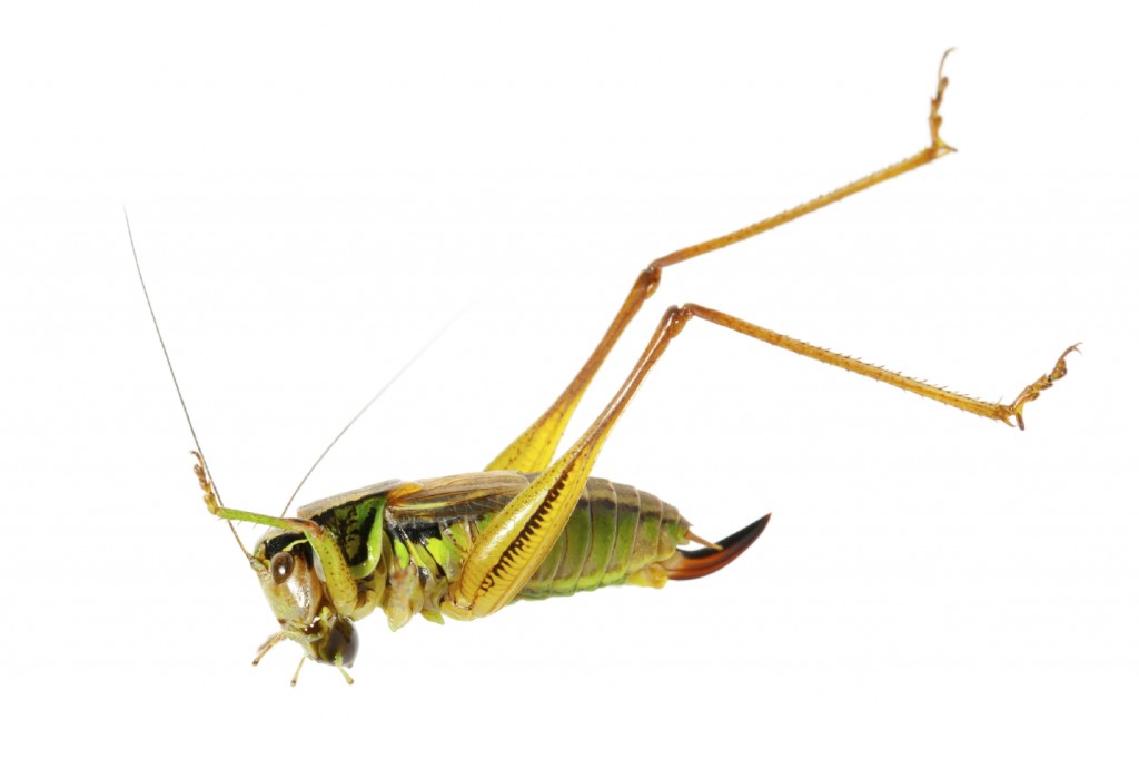 Jumping Hopper - iStock_000016899613_Medium