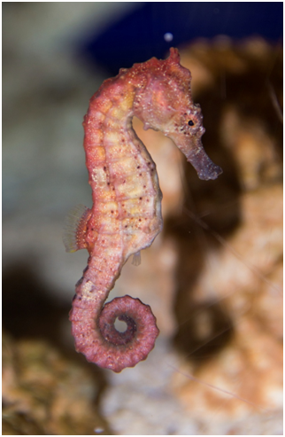 seahorse1