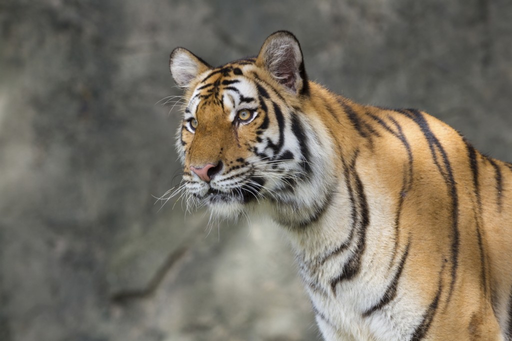 Tiger - iStock_000063433975_Medium