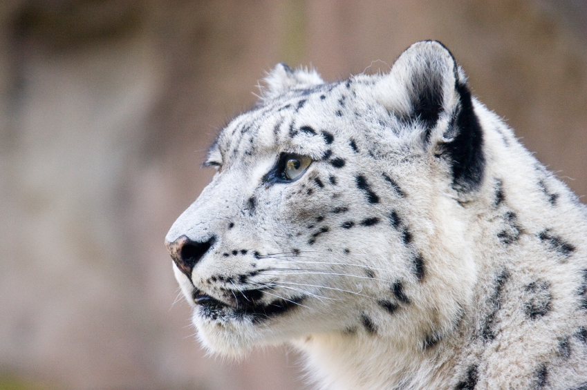 snow leopard iStock_000013242541_Small