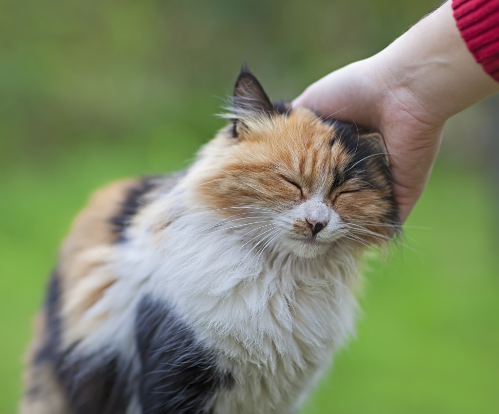 cat having its head scratched by human hand