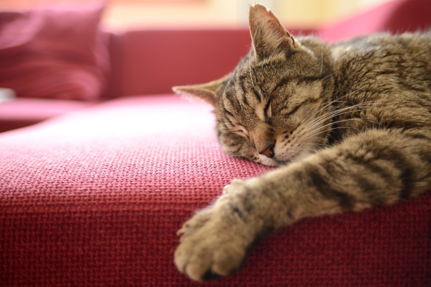 sleeping cat on sofa