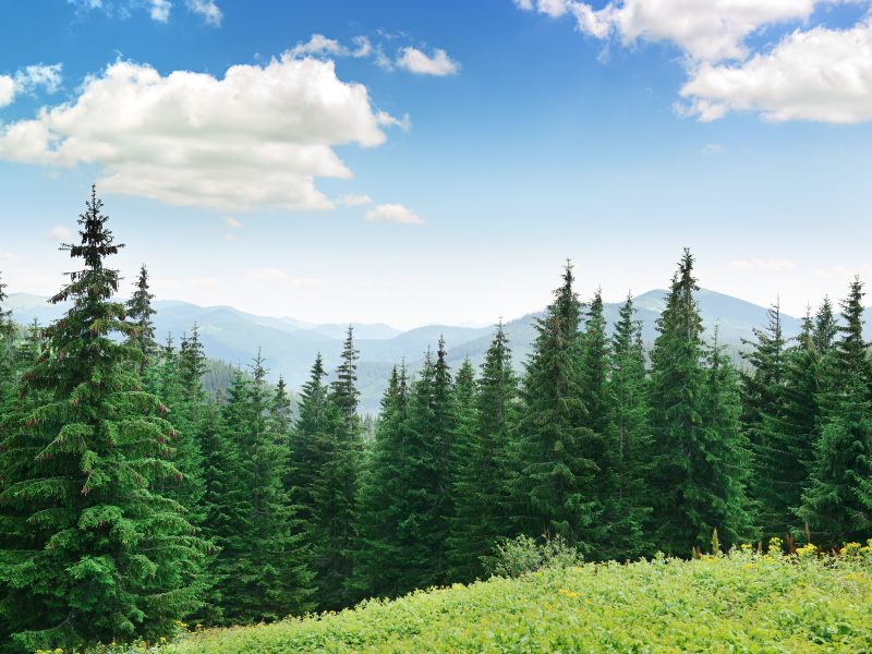 Beautiful pine trees on background high mountains