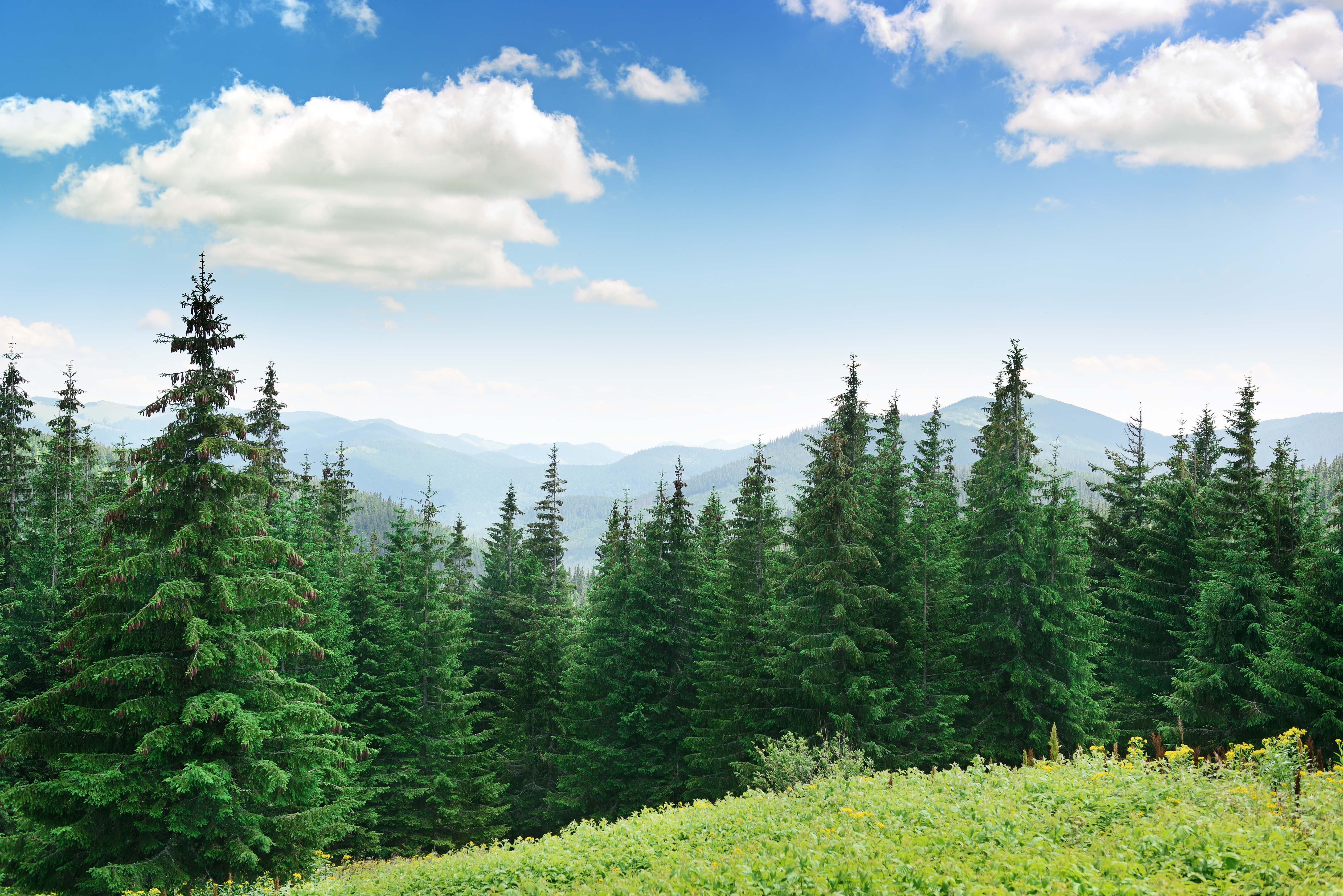 Beautiful pine trees on background high mountains