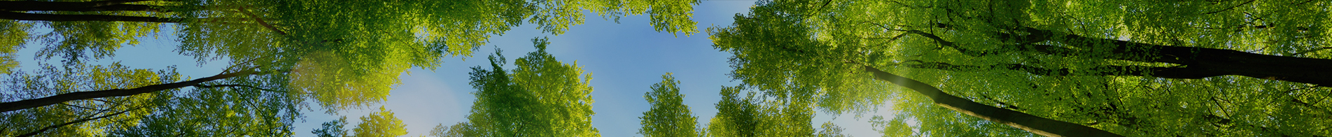 trees viewed from below with blue sky above